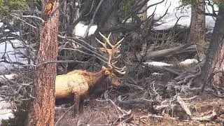 Mountain Lion and Elk Encounter in Yellowstone