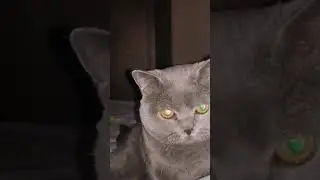 можно я с тобой?