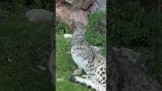 A playful snow leopard cub bounces onto its mom’s hea