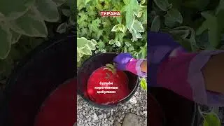 Готую лілії до висадки на клумбу