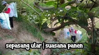 Ular sepasang di jalan setapak lalu lalang para petani