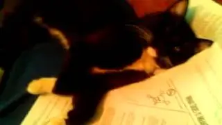 My Figaro!