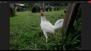Next and Previous Arrows Button is Not Working from Photos App in Windows PC - 2023