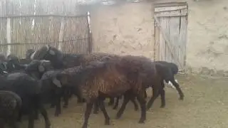 Қозы қыстыру