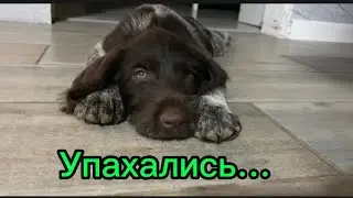 545❤️Дом на юге. Жизнь деревенская! Все своё, включая вино. Свёкла на зиму ( рецепт в описании).