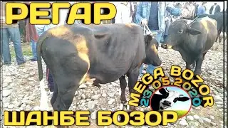 Мол бозор / Регар Шанбе бозор / Букахо гуножин, гусала, гови ширте, гови  23 мая 2020 г.