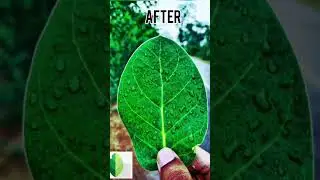 😱 Snapseed colou grading #viralshorts  #short #trending #snapseed #editingtutorial #video #viral