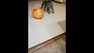 Смішна реакція кошеняти на фрукт😆 #food #cat #cutecat #kitten #yummy #смішнікоти #кошки