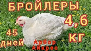Вес бройлеров в 45 дней.  Предполагаемый вес тушки бройлеров в 45 дней. Бройлеры Арбор Айкрес.