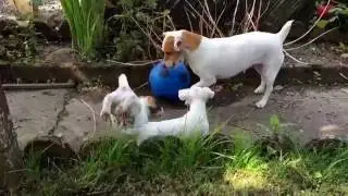 Euro 2016 - Puppies & Dog Play Football! - Jack Russell