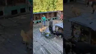 Большой вольер