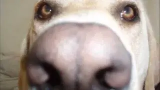 rare hond