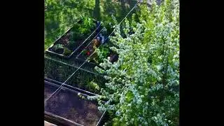 ГРУША