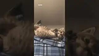 kitten got real food coma 🤰🏻✨🐱 #kittens #funnycats