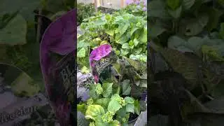 Цветочные будни  Для заказа гортензий пишите на ватсап 89509999994  