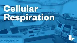 Learn Science Smarter – Cellular Respiration – Labster