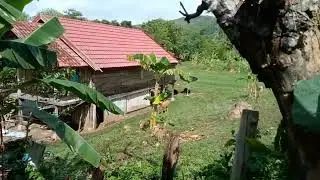 TANAMAN INI OBAT BERBAGAI PENYAKIT