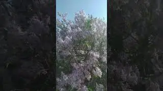 Сирень в виде дерева
