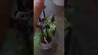 Bud blast, causes and fixes! #orchidcare