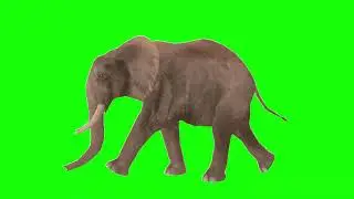 WALKING ANIMALS ON GREEN SCREEN! 
