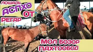 Аспхо Мол Бозор Регар бозори Пахтообод нархои Аспхо 18 октябр / Лошадь / Отлар / Лошади