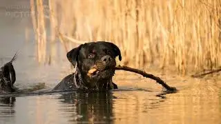 Owning rottweiler dogs 1
