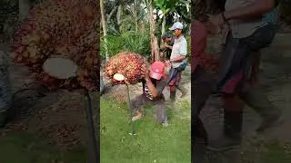 PEMUAT SAMPAI TIDAK KUAT‼️MANTAP