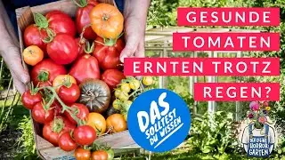 Brauchen Tomaten ein Dach? Tipps für gesunde Pflanzen trotz Regen I der kleine Horrorgarten