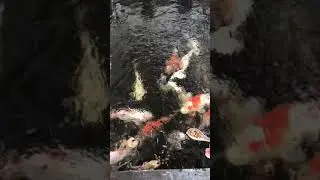 Koi Sehat Yang Punya ikut sehat