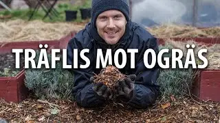 Halva odlingen täcktes med TRÄFLIS MOT OGRÄS och det funkade grymt bra.