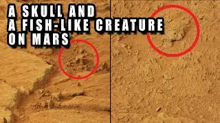 A Skull and Fish-Like Creature Spotted On Mars