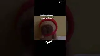 #capybara #funny