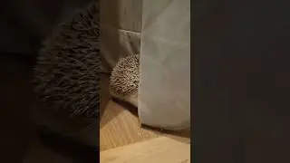 🏕Ёжик ходит в гардеробной