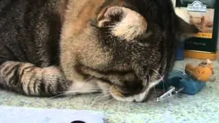sleeping cat / спящий кот