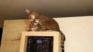 Кошачья дружба