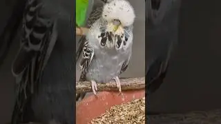 Breding hen perfection #budgies #budgie #viral #muhabbetkuşu #muhabet #periquito