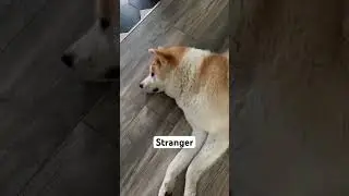 My dog meeting strangers vs owner | Does he reacts correctly? | 