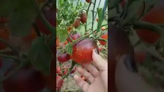 чупа чупс оранжевый и розовый