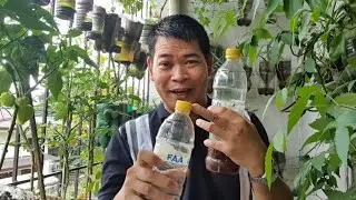 PAGGAWA NG FISH AMINO ACID (FAA) FERTILIZER, PARA SA ROOTS & STEM DEV'T. NG HALAMAN (with ENG subs)