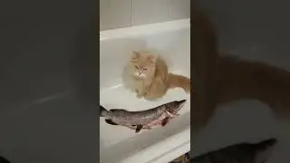 🐟 рыба моей мечты 🎣 