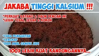 JAKABA TINGGI KALSIUM | PERTEBAL & PERKOKOH BATANG & DAUN DENGAN INI!!!