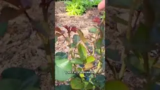 Как заставить цвести слепой побег у розы