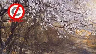 Piano Trap Beethoven   josh pan - No Copyright Music