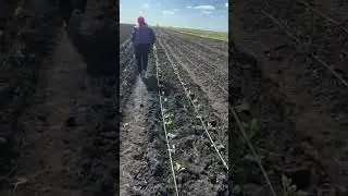 капуста джетодор