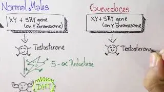 Guevedoces - Sexual Differentiation, Development of External Genitalia