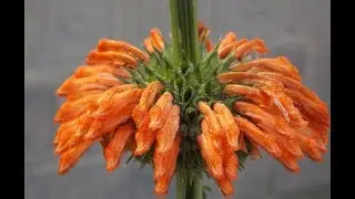 I grew an exotic plant LEONOTIS!!!