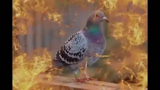 голубь