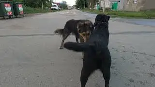 Лабрадор и собака с удивительным взглядом