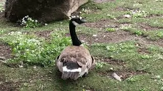 angry honk
