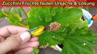 Zucchini Früchte faulen an Spitze ab Ursache & Lösung - Zucchini  sterben, fallen ab & verkümmern